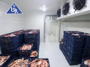 Cold Storage Room Freezer: Solusi Penyimpanan Ikan Beku, Daging Sapi, dan Frozen Food 